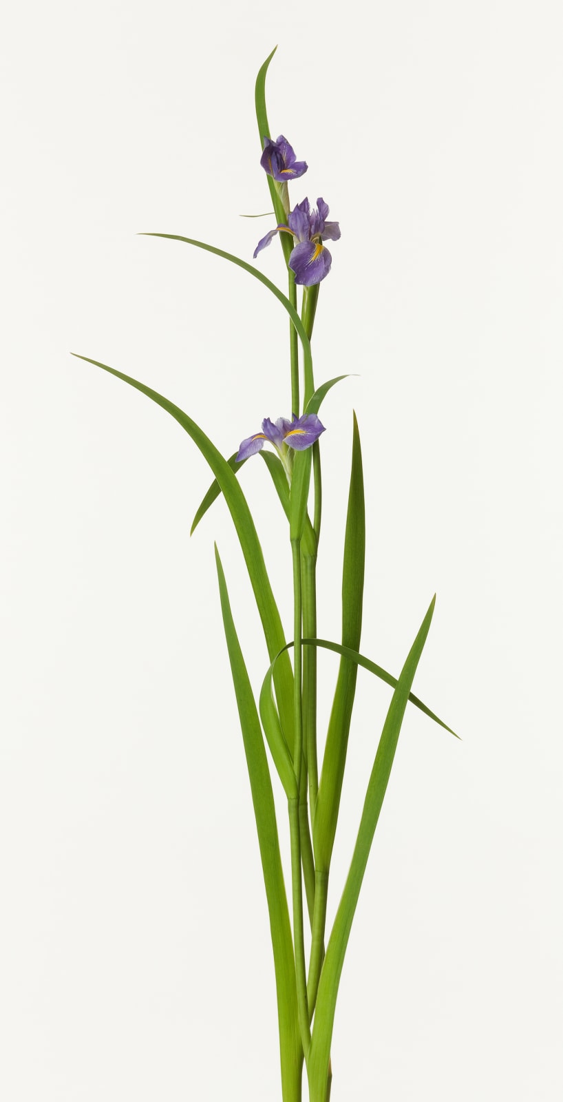 Takashi Tomo-oka, Shobu 1, Shobu, 2012