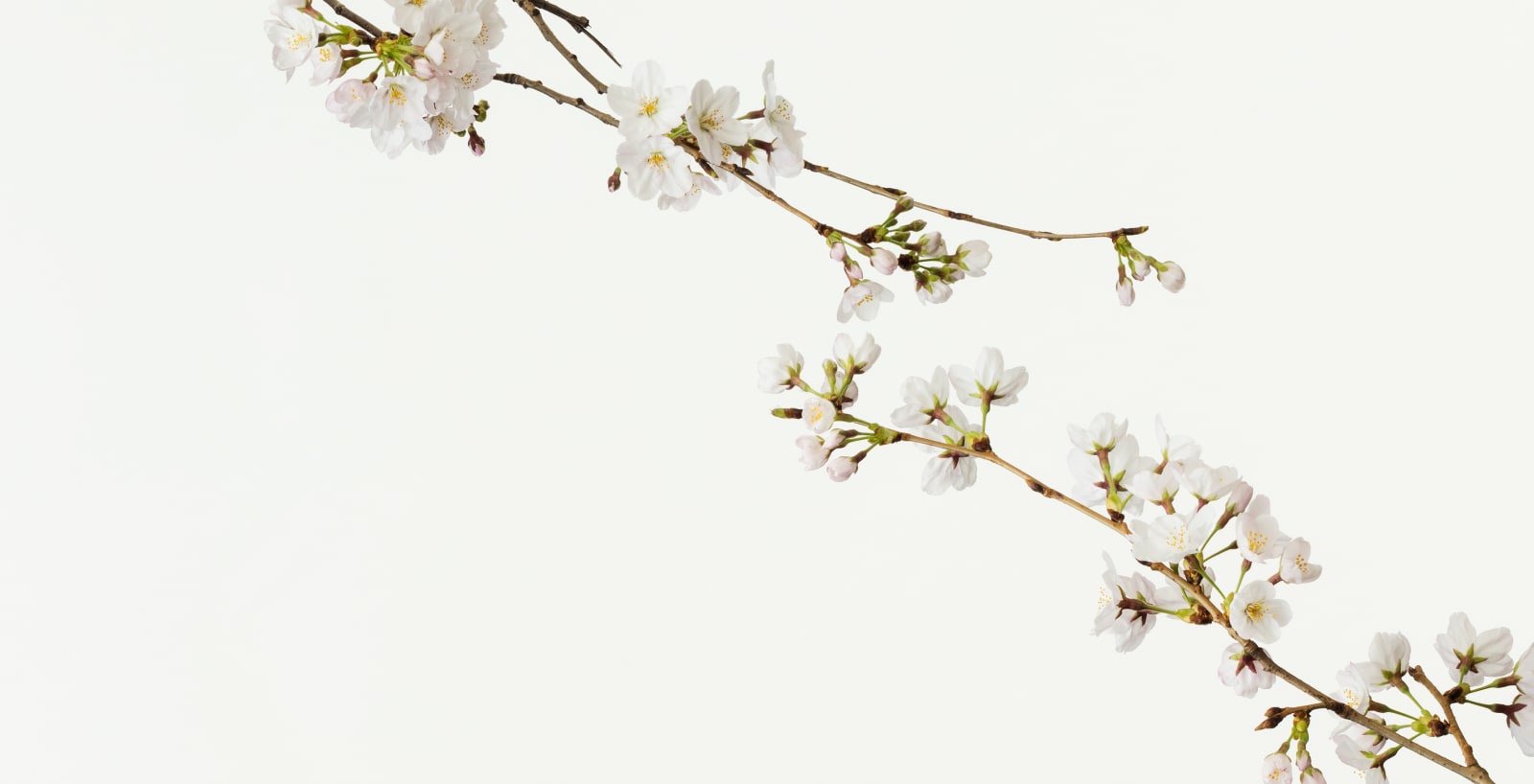 Takashi Tomo-oka, Cherry Blossom 3, Sakura, 2016