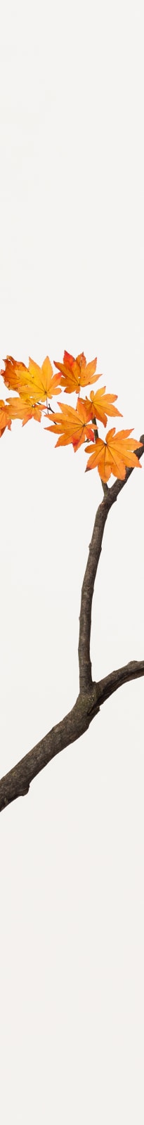 Takashi Tomo-oka, Maple 2, Kaede, 2016