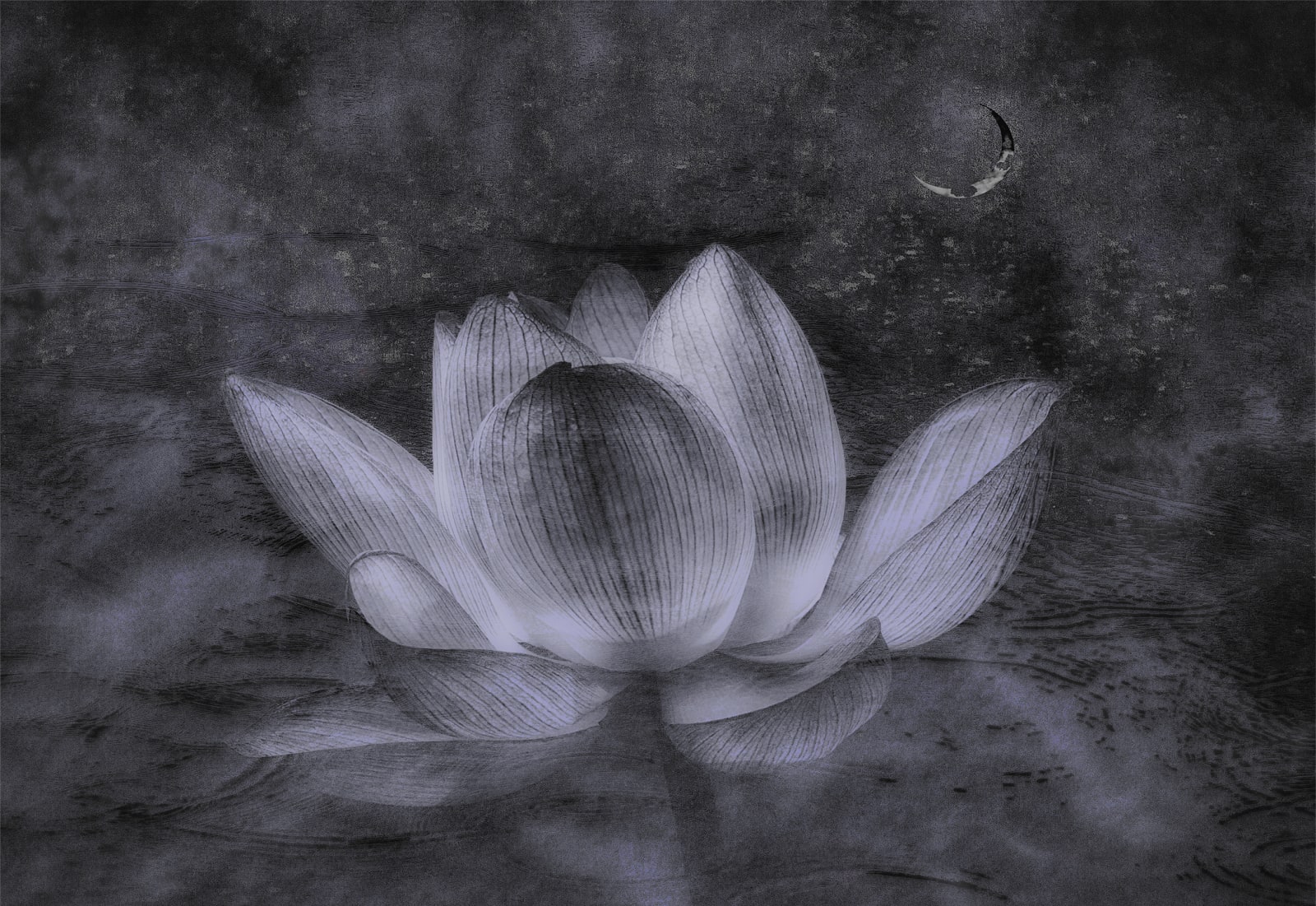 Kenji Wakasugi, Sign of The Buddha, 2017
