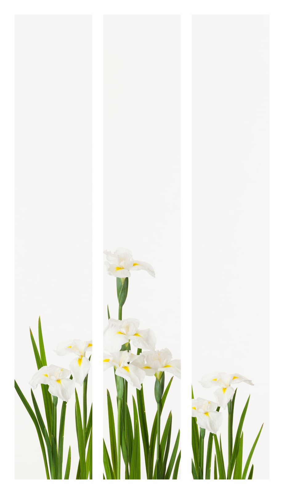 Takashi Tomo-oka, Shobu 1, Shobu, 2015