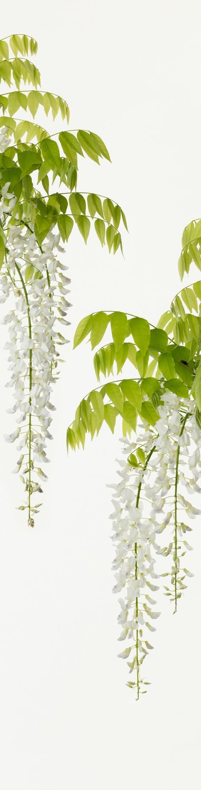 Takashi Tomo-oka, "Shirafuji" (白藤) White Wisteria 2, 2019