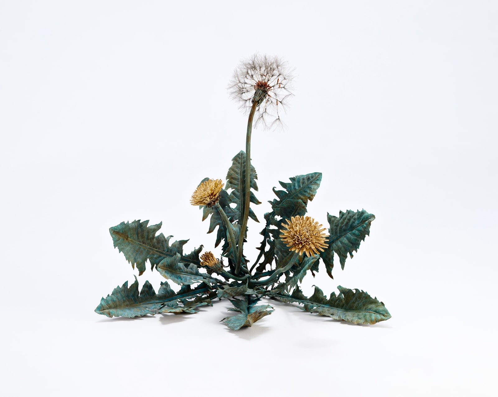 Shota Suzuki, 蒲公英・環 - Dandelion Fluff, 2023