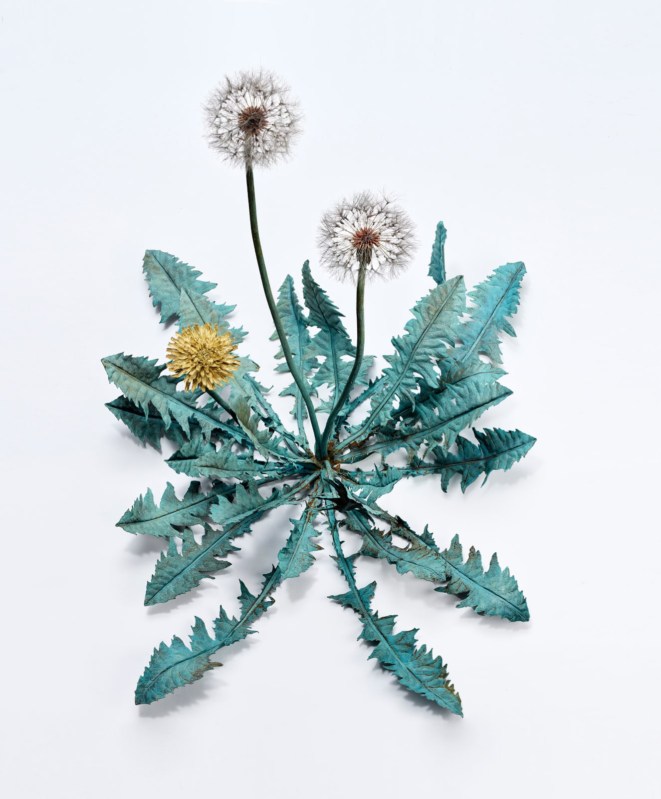 Shota Suzuki, 蒲公英・環 - Dandelion Fluff, 2023