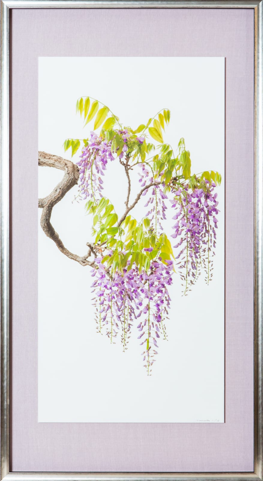 Takashi Tomo-oka, 「藤 8」（1/15)　Wisteria 8, 2020