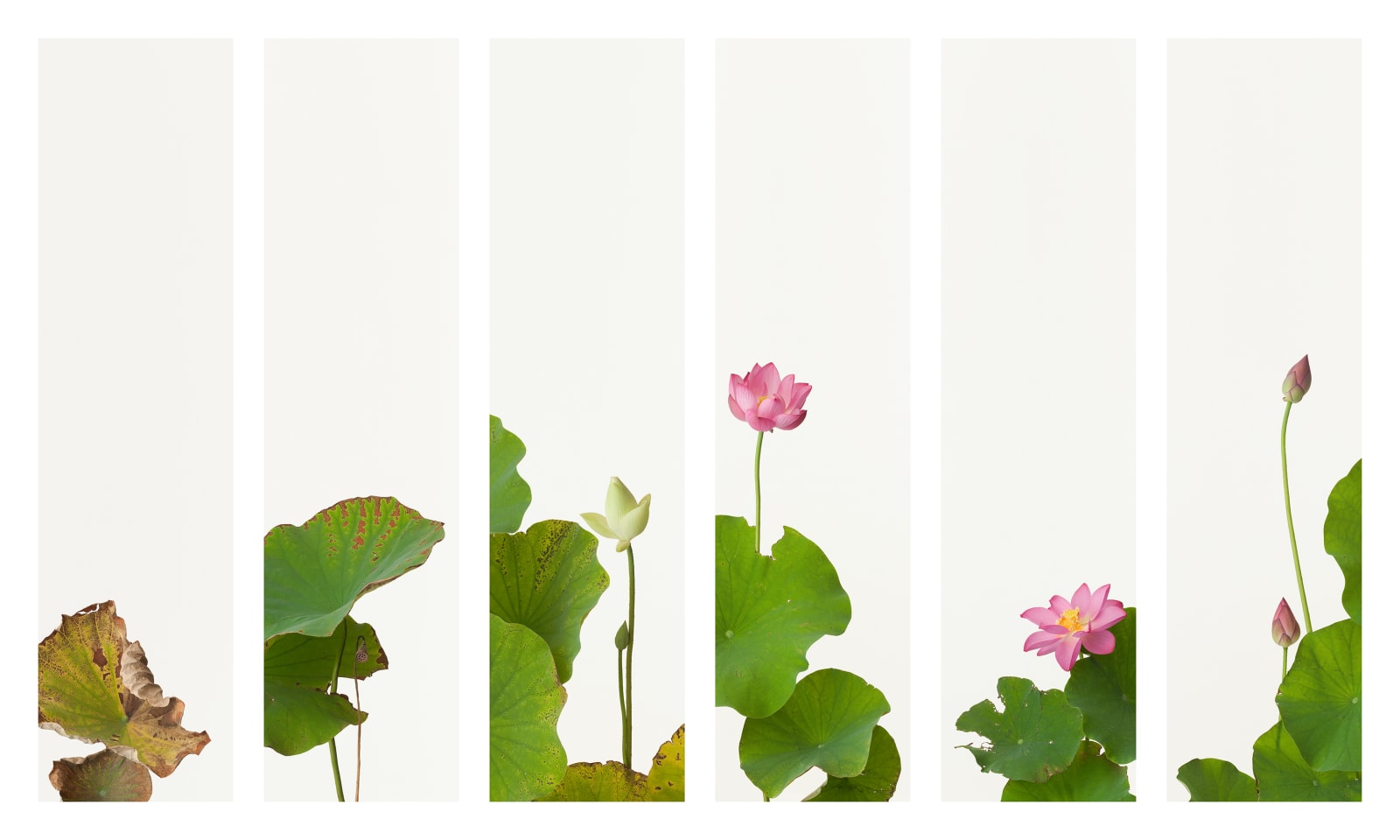 Takashi Tomo-oka, Lotus Byobu Screens (set of 6), Hasu-Byoubu, 2013