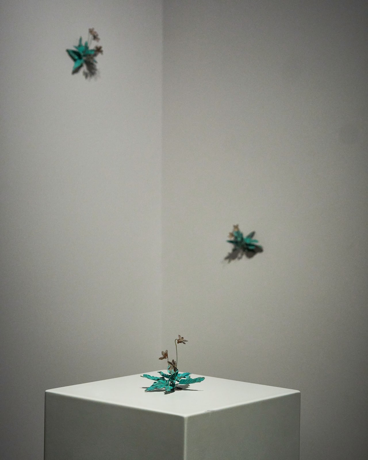 Shota Suzuki, 姫菫 - Viola, 2023