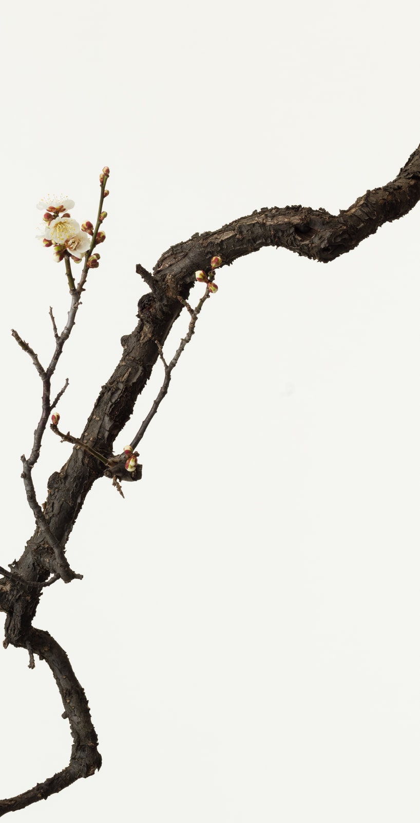 Takashi Tomo-oka, White Plum Blossom 7, Shiraume, 2019