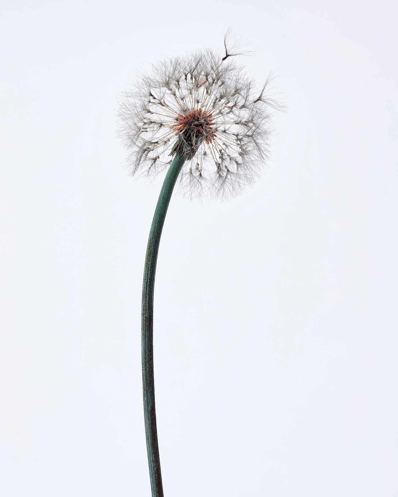 Shota Suzuki, 蒲公英 - Dandelion Fluff, 2023