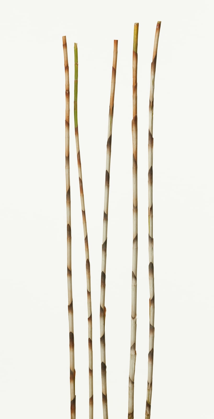 Takashi Tomo-oka, Bamboo Ginger, 2010