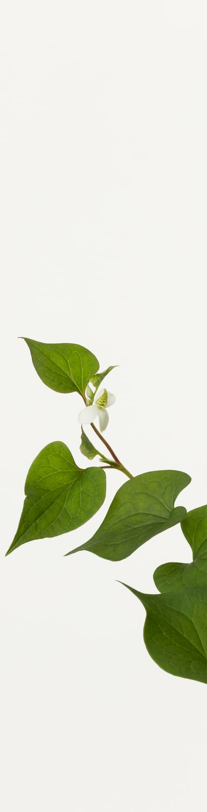 Takashi Tomo-oka, Dokudami 2, Dokudami, 2019