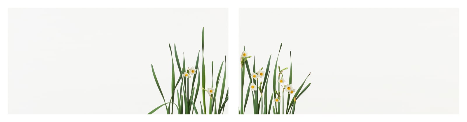 Takashi Tomo-oka, Japanese Daffodil 1, Nihonsuisen, 2013
