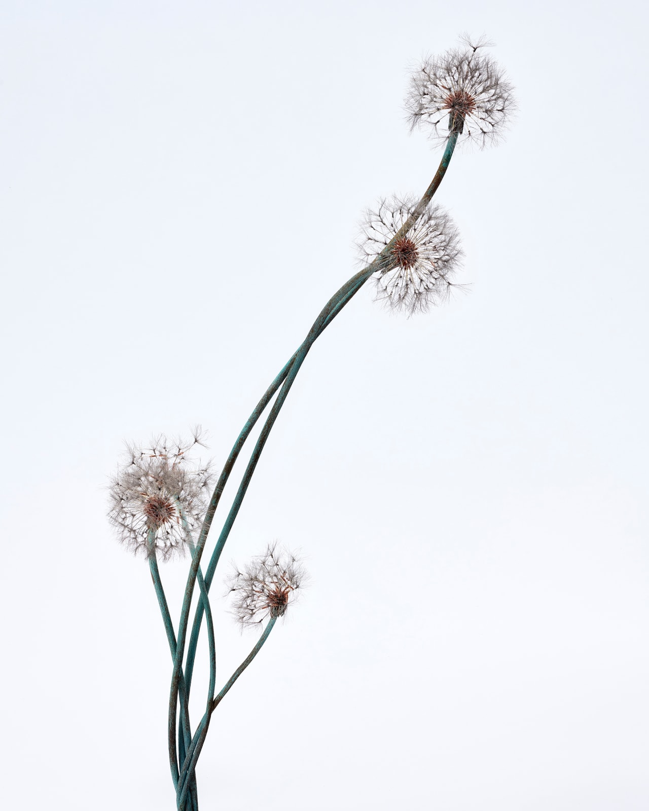 Shota Suzuki, 綿毛蒲公英・群 - Dandelion Fluff, 2023