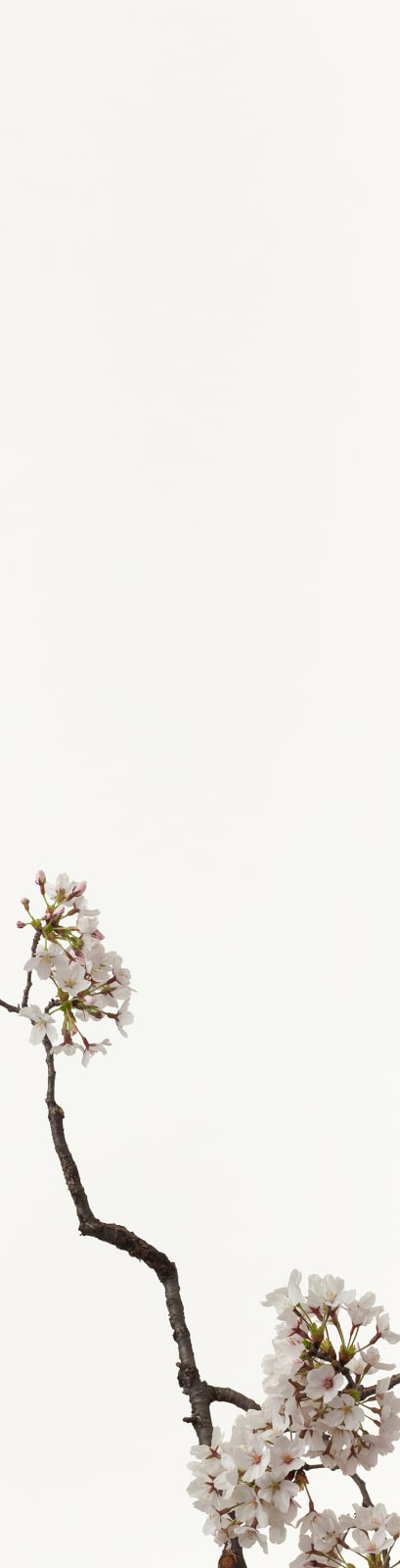 Takashi Tomo-oka, Cherry Blossom 1, Sakura, 2012 | Ippodo Gallery