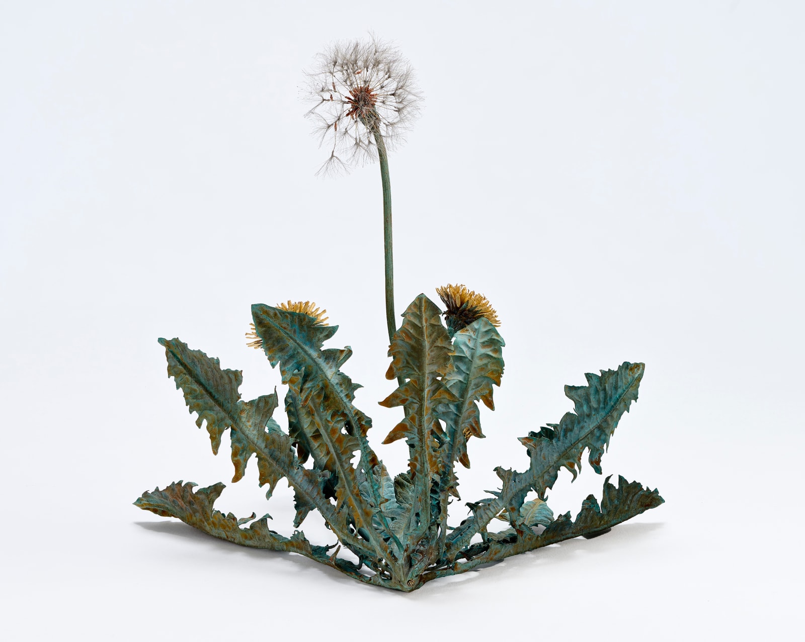 Shota Suzuki, 蒲公英・環 - Dandelion Fluff, 2023