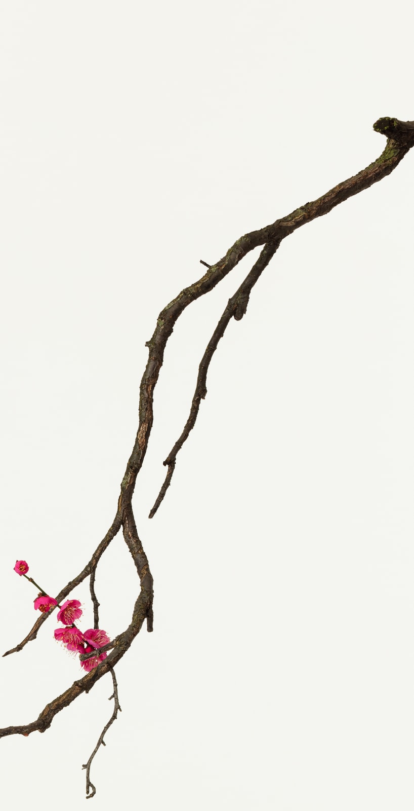 Takashi Tomo-oka, Plum Blossom 3, Kobai, 2016