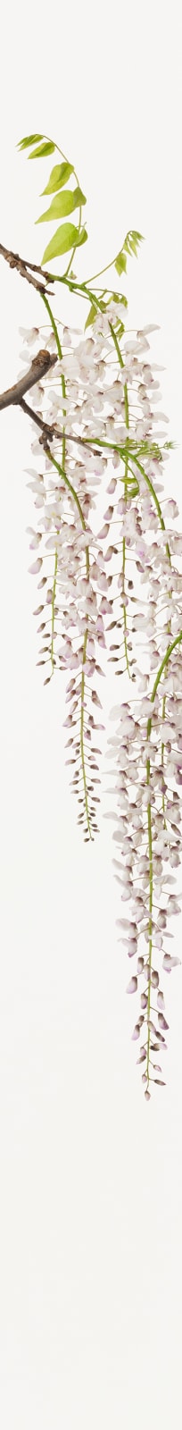 Takashi Tomo-oka, Calameae 4, Fuji, 2014