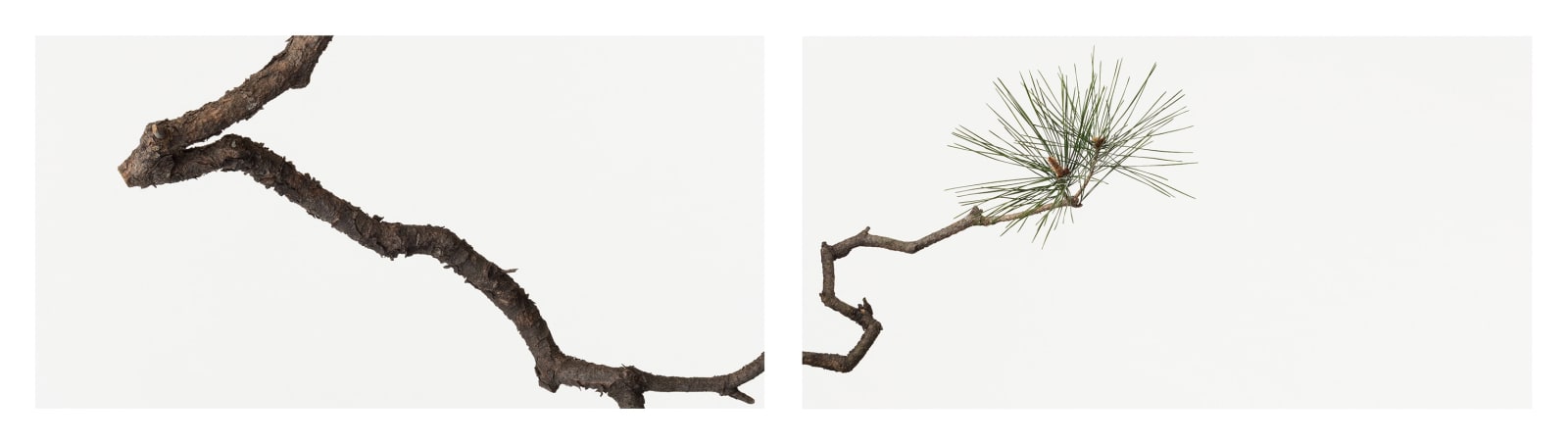 Takashi Tomo-oka, Pine 2, Matsu, 2014