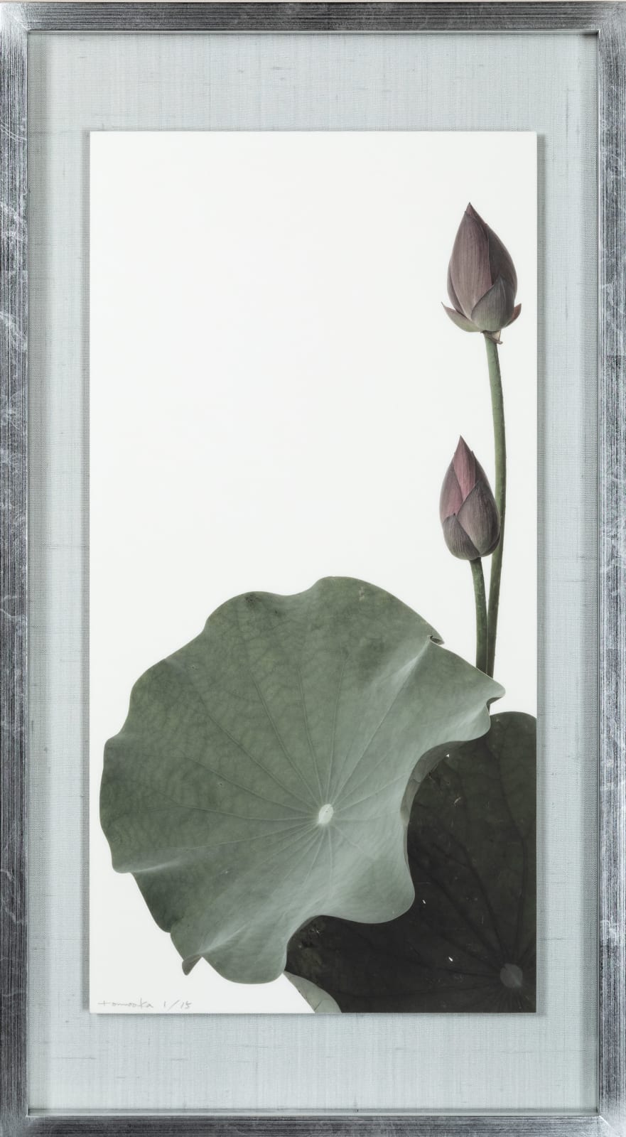 Takashi Tomo-oka, ”Aobishi-Kouren” (青菱紅蓮) Purple Lotus 2, 2023