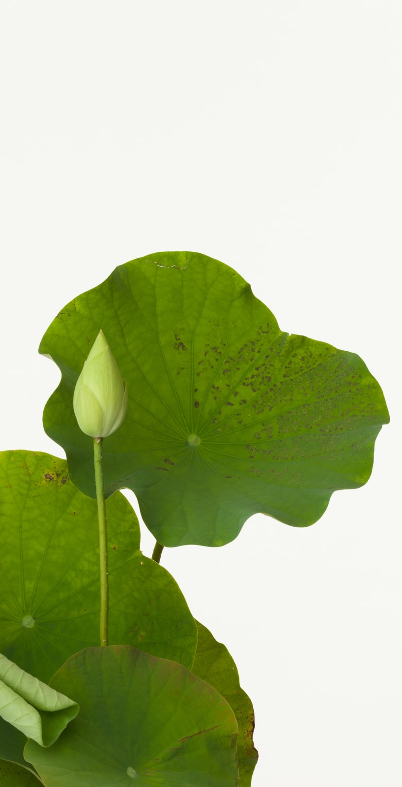 Takashi Tomo-oka, Tathata Lotus 2, Shinnyoren, 2013