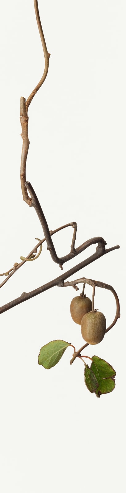 Takashi Tomo-oka, Actinidia Chinensis, Onimatatabi, 2013
