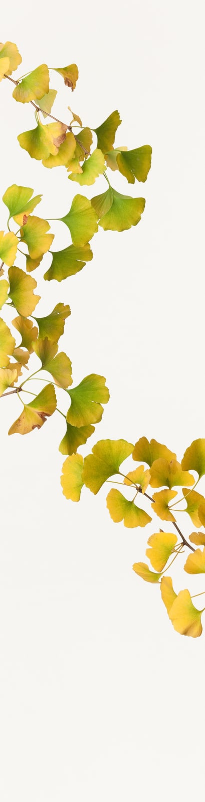 Takashi Tomo-oka, Maidenhair, 2011