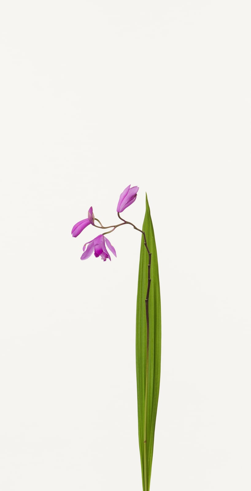 Takashi Tomo-oka, Hyacinth Orchid, 2010