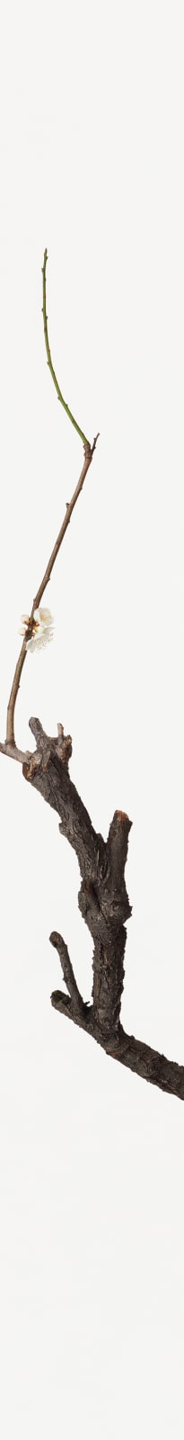 Takashi Tomo-oka, White Plum Blossom 4, Shiraume, 2014