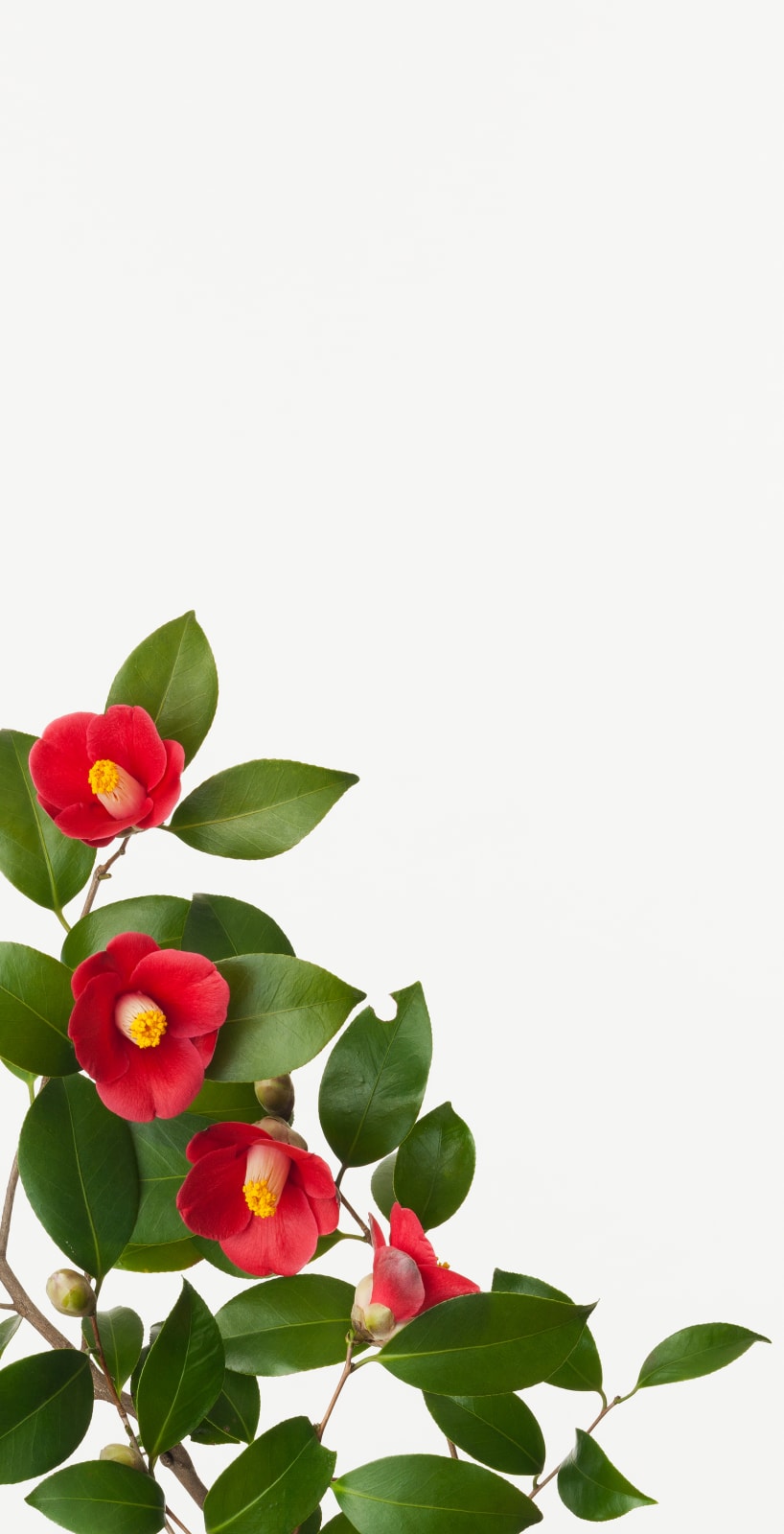 Takashi Tomo-oka, Camellia 2, Tsubaki, 2014
