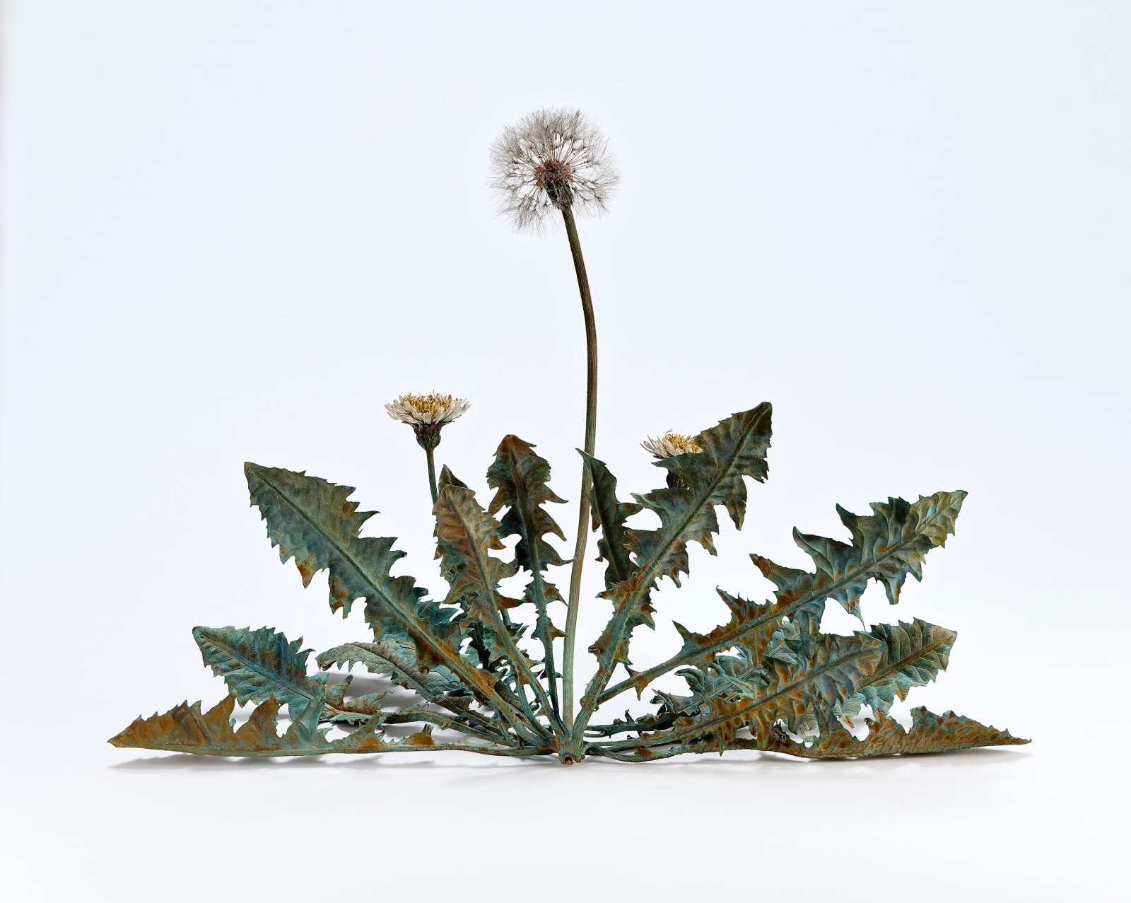 Shota Suzuki, 白花蒲公英・環 - White Dandelion Fluff, 2023