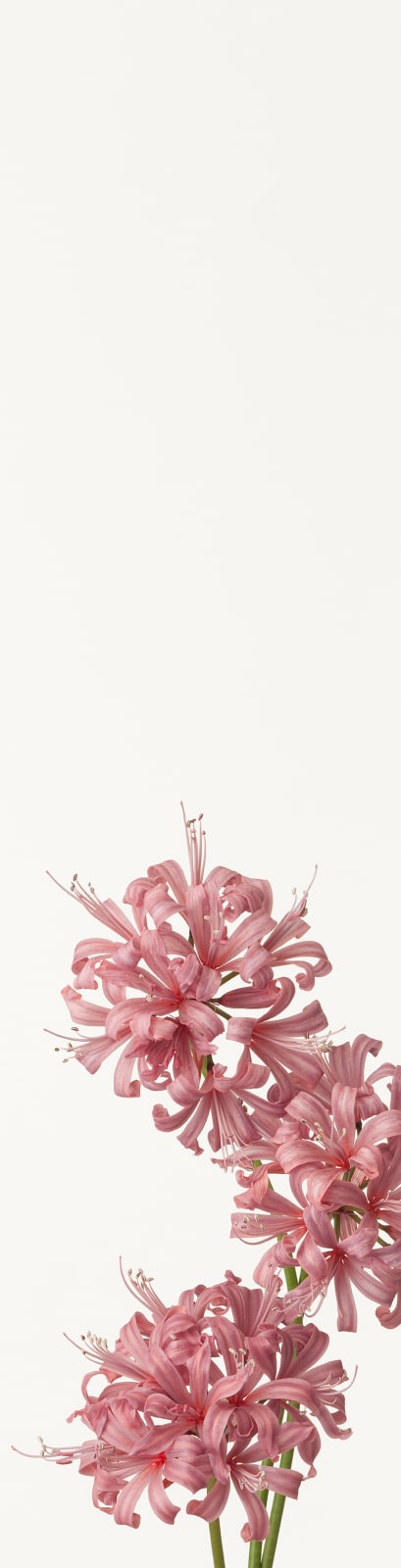 Takashi Tomo-oka, Diamond Lily 1, Diamond Lily, 2012