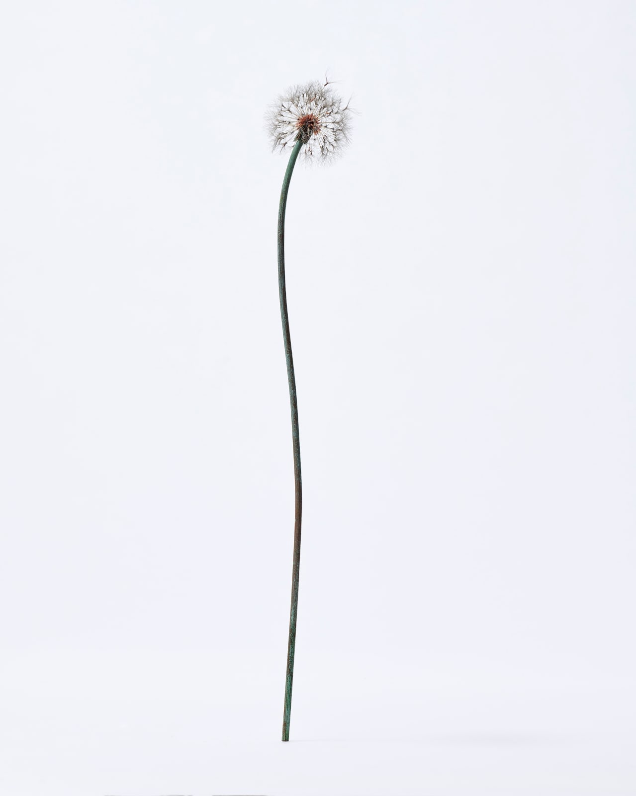 Shota Suzuki, 蒲公英 - Dandelion Fluff, 2023