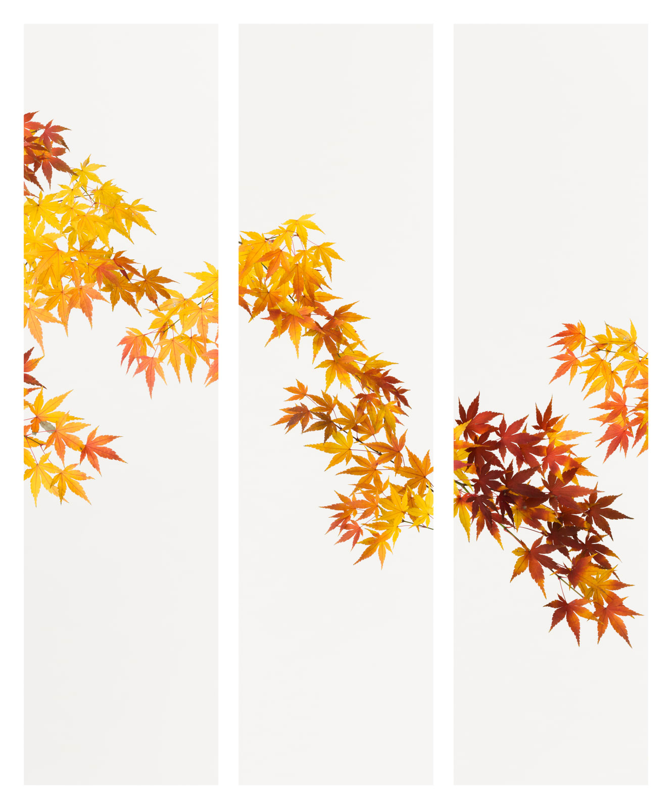 Takashi Tomo-oka, Maple 3, Kaede, 2016