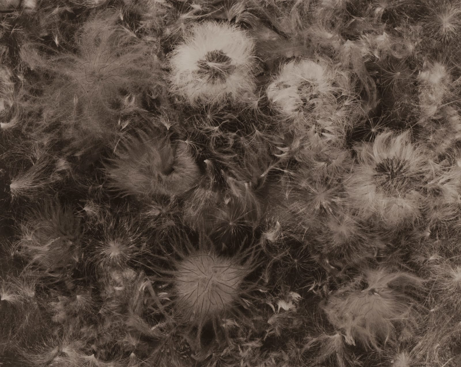 Ryuji Taira, Flowers & Seeds, 2004