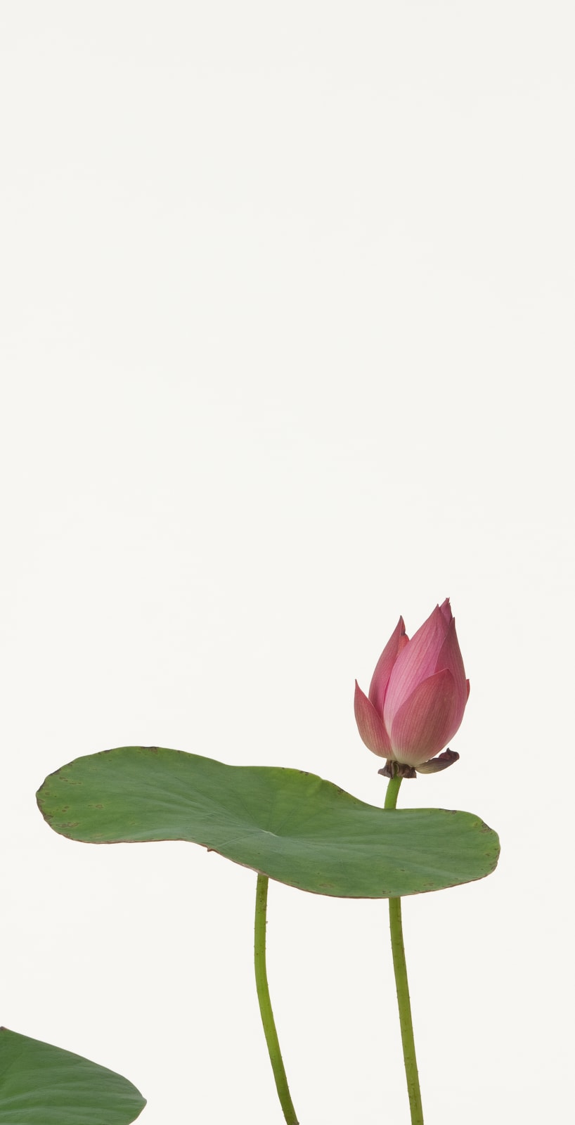 Takashi Tomo-oka, Lotus 2, Hasu, 2012
