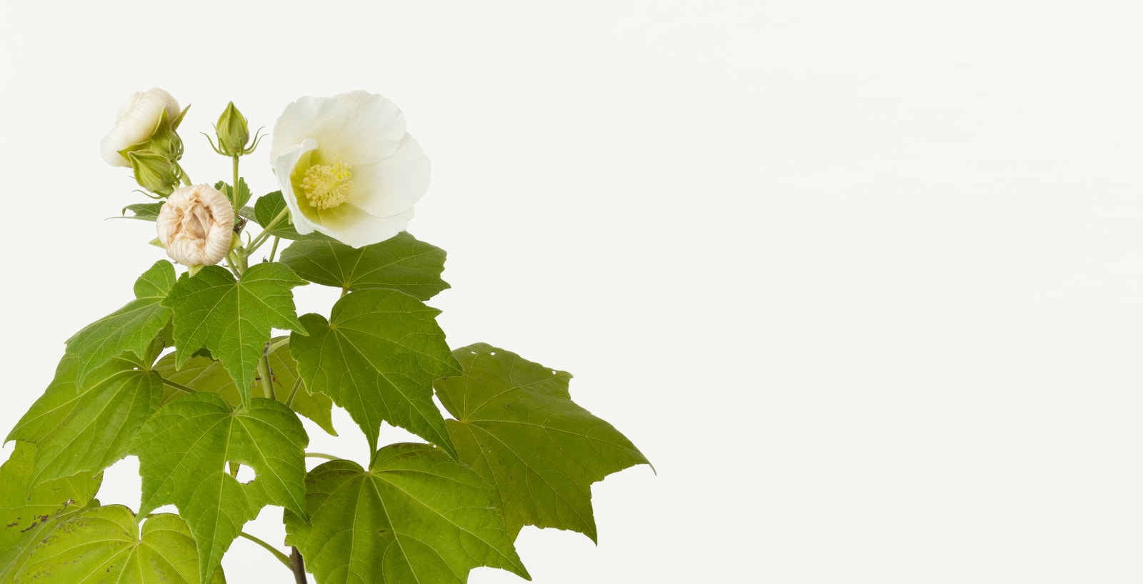 Takashi Tomo-oka, Hibiscus 1, Fuyo, 2019