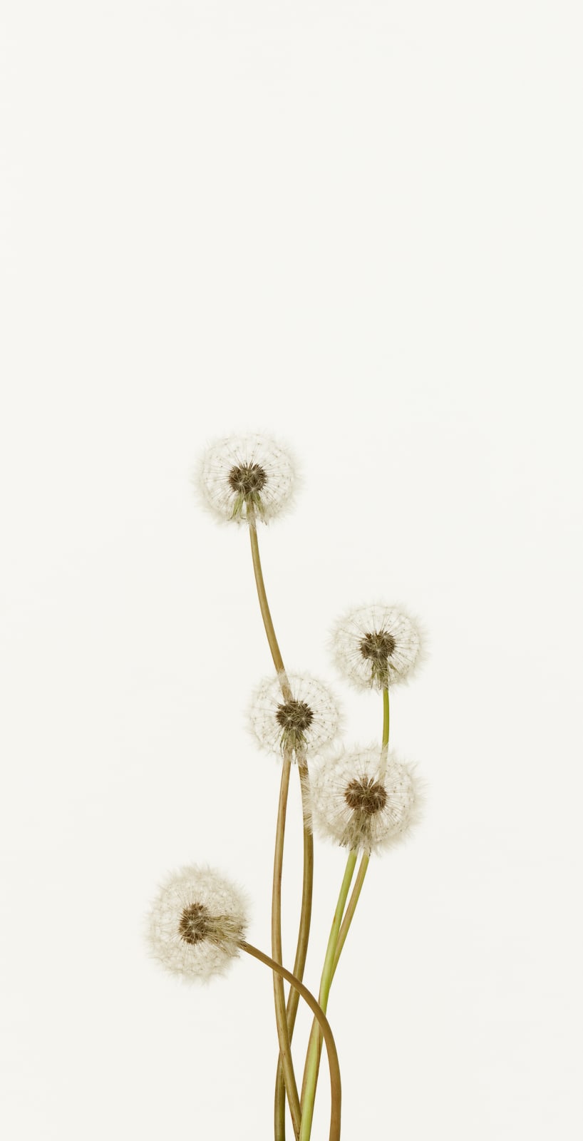 Takashi Tomo-oka, Dandelion 1, Tanpopo, 2012