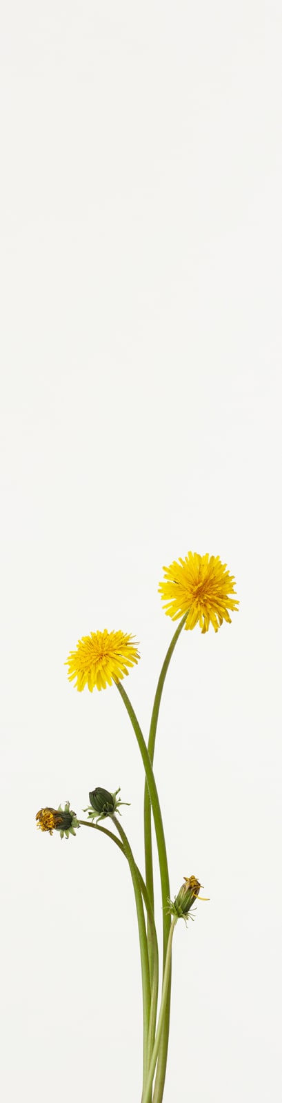 Takashi Tomo-oka, 「蒲公英 4」（1/15）Tempopo, Dandelion 4 Scroll, 2020