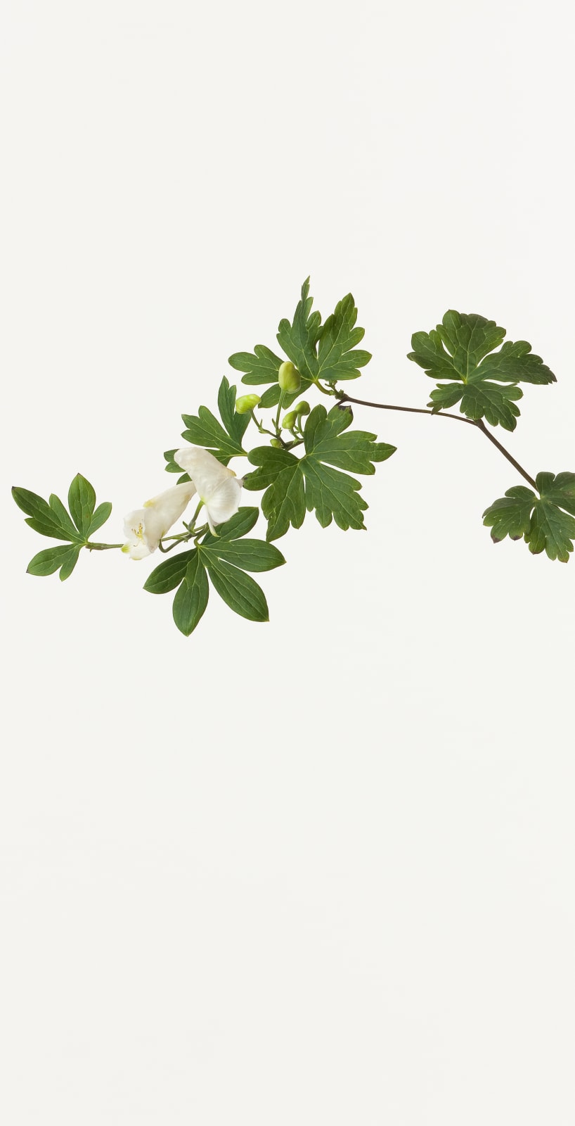 Takashi Tomo-oka, Shirobana Torikabuto 1, Shirohana-torikabuto, 2013