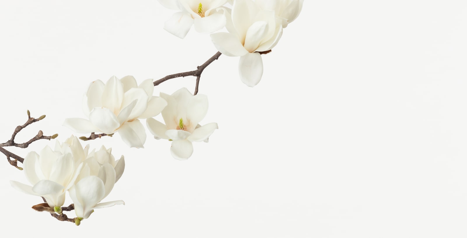 Takashi Tomo-oka, Hakumokuren 5, Shiromokuren, 2019