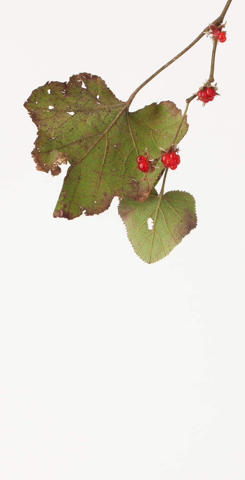 Takashi Tomo-oka, Rubus Buergeri 1, Fuyuichigo, 2012