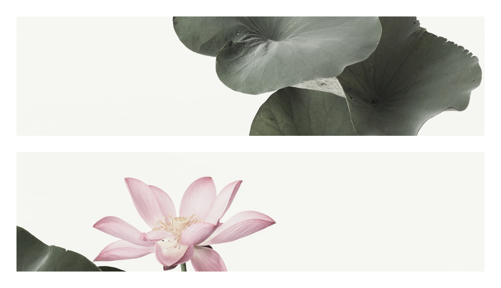 Takashi Tomo-oka, Seiryokoren 1, Seiryo-koren, 2015