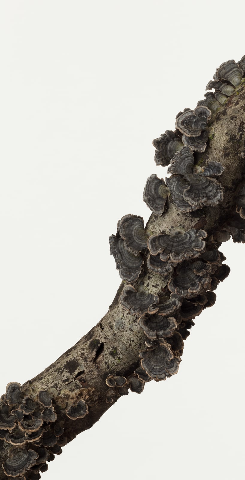 Takashi Tomo-oka, Turkey Tail Mushroom, Kawaratake, 2017