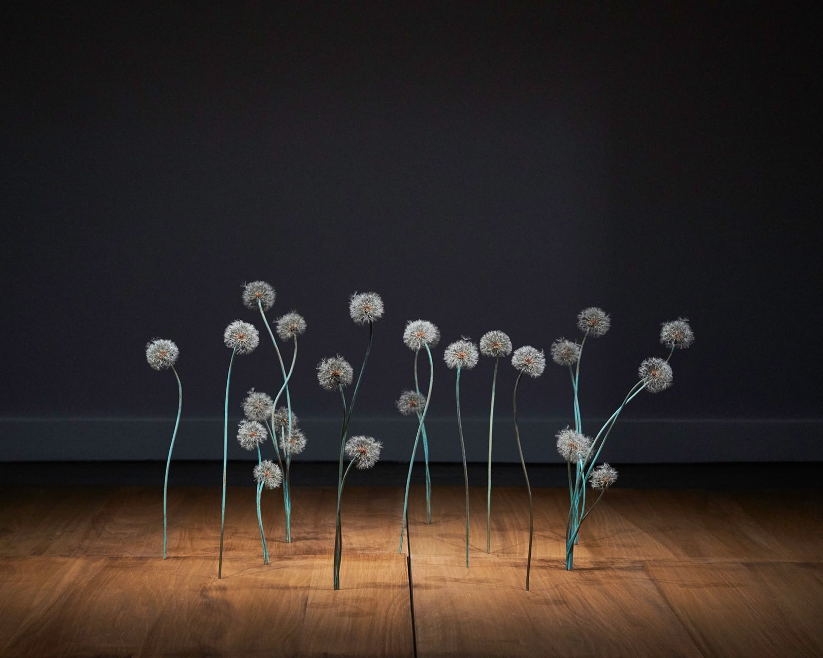 Shota Suzuki, 綿毛蒲公英・群 - Dandelion Fluff, 2023