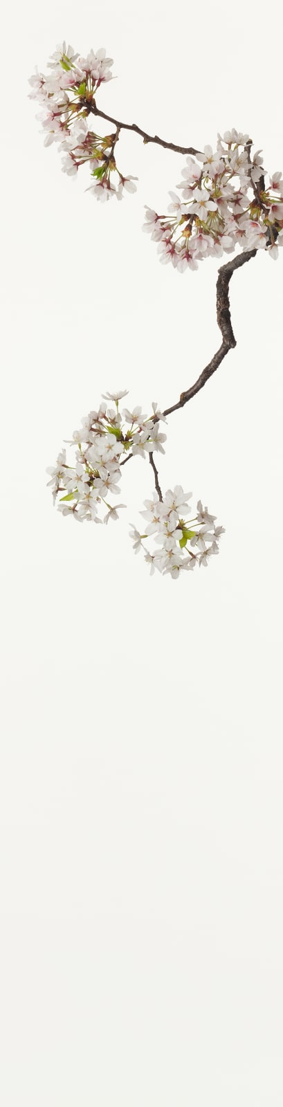 Takashi Tomo-oka, Cherry Blossom, 2011