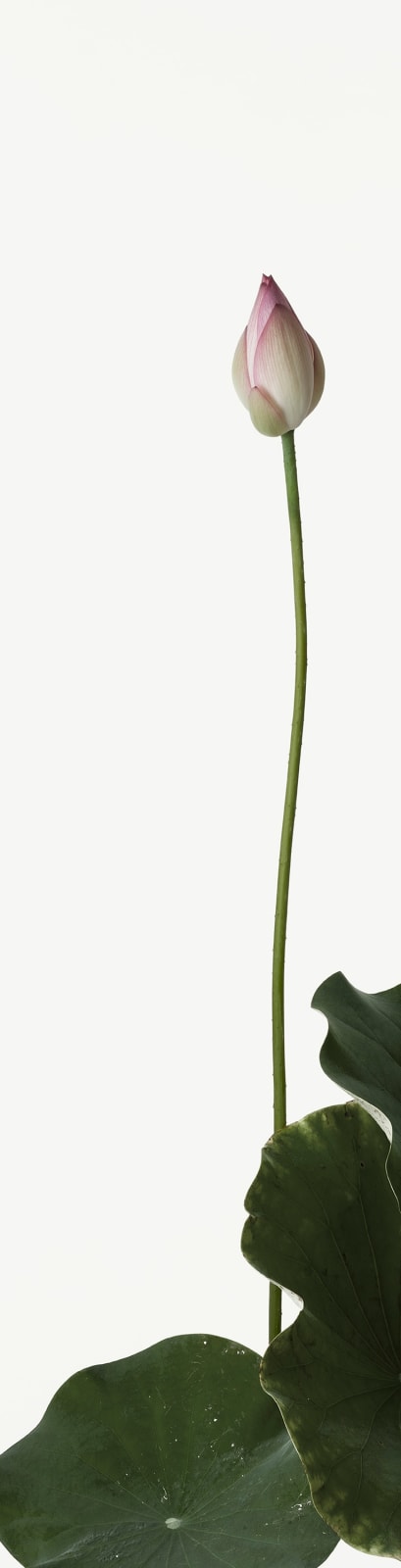 Takashi Tomo-oka, "Kinrinren" (金輪蓮) Golden Lotus 2, 2023