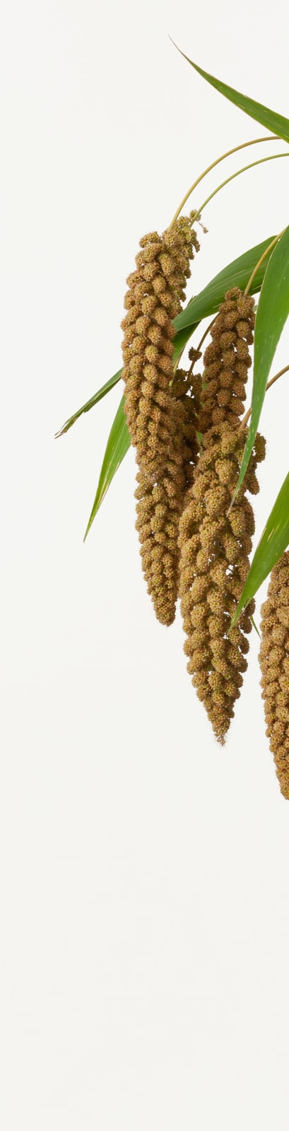 Takashi Tomo-oka, Foxtail Millet 1, Kuri, 2019