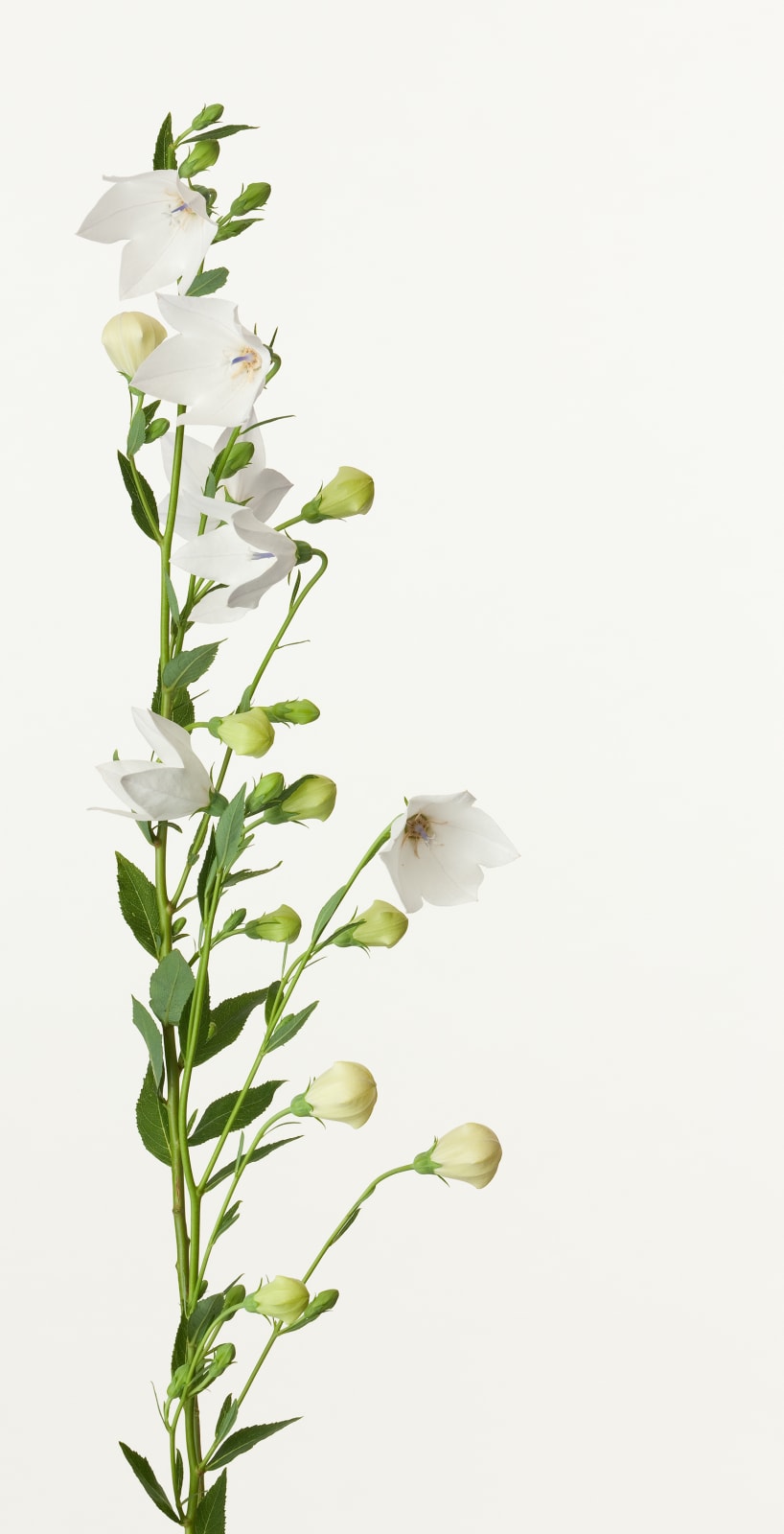 Takashi Tomo-oka, Platycodon Grandiflorus 1, Kikyo, 2012