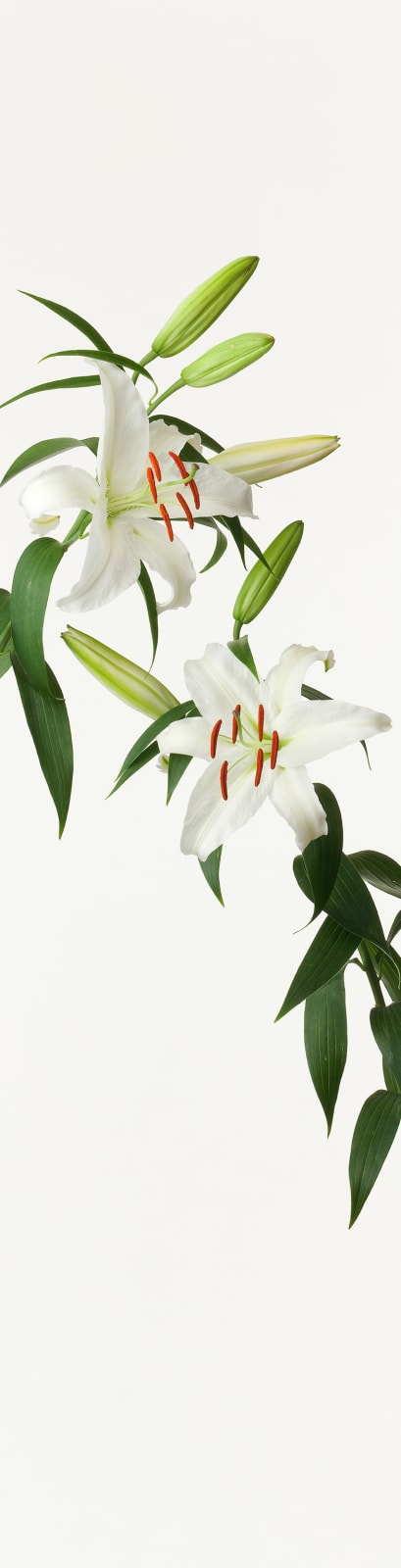 Takashi Tomo-oka, Lily 1, Yuri, 2012