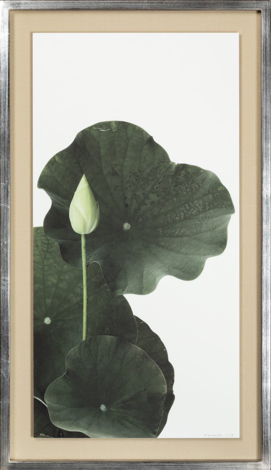 Takashi Tomo-oka, "Shinnyoren" (真如蓮) Lotus 7, 2023
